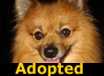 Chumley - ADOPTED