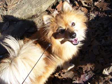 Chumley - AVAILABLE
