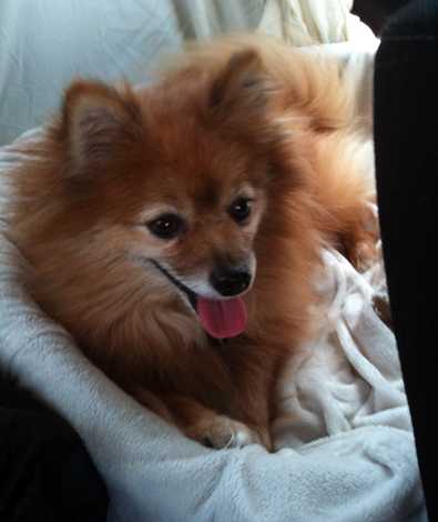 Chumley - AVAILABLE