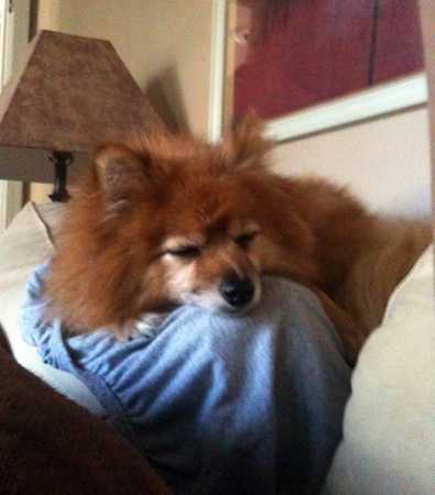 Chumley - AVAILABLE