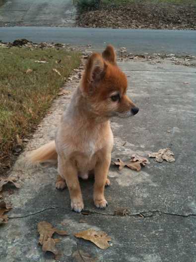 Chumley - AVAILABLE