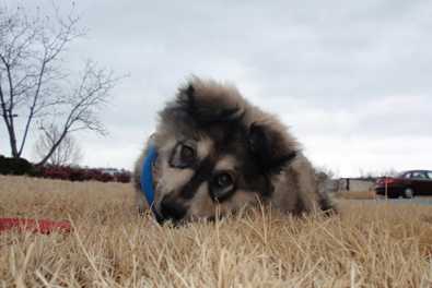 Kodiak