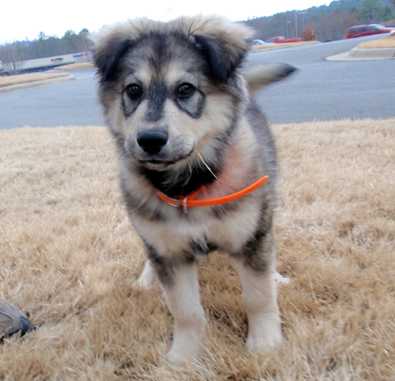 Kodiak