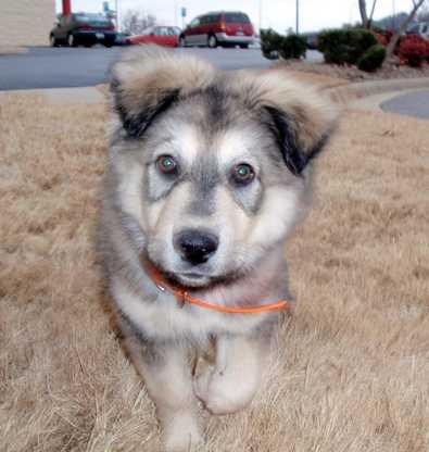 Kodiak