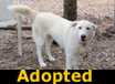 Snow - ADOPTED