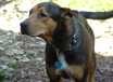 Ginger - AVAILABLE