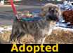 Harley - ADOPTED