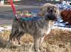Harley - AVAILABLE