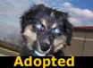 Doodles - ADOPTED