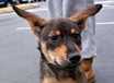 Shelby - AVAILABLE