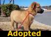 Tiger - ADOPTED