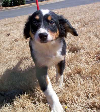 Tilly - AVAILABLE