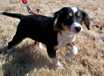 Tilly - AVAILABLE