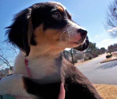 Tilly - AVAILABLE
