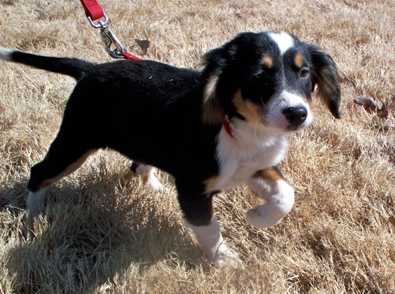 Tilly - AVAILABLE