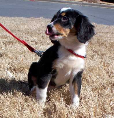 Tilly - AVAILABLE