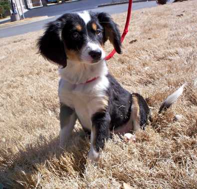 Tilly - AVAILABLE