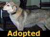 Addy - ADOPTED