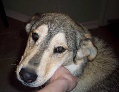 Addy - AVAILABLE