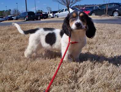 Sugar Pie - AVAILABLE