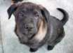 Sampson - AVAILABLE