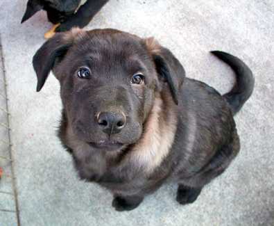 Sampson - AVAILABLE