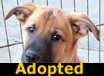 Lady Gaga - ADOPTED