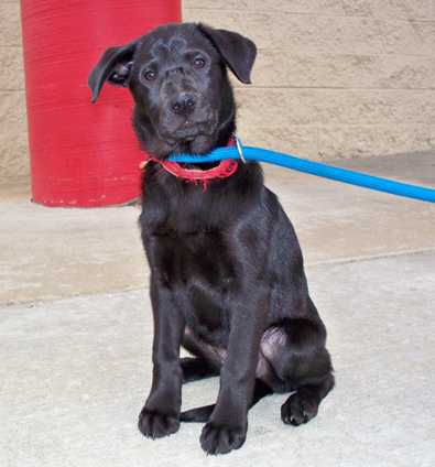 Dilly - AVAILABLE