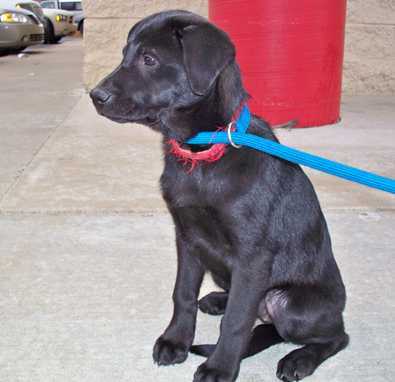 Dilly - AVAILABLE