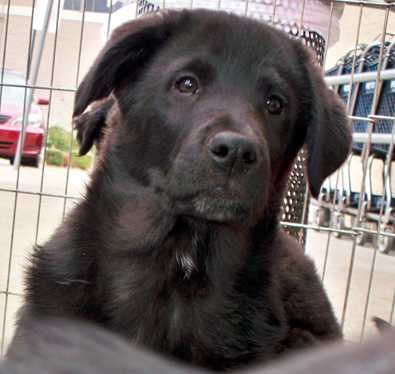 Delilah - AVAILABLE