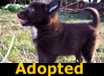 Mac - ADOPTED