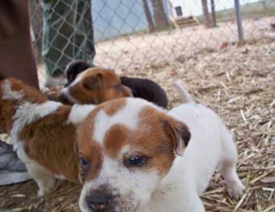 Petey - AVAILABLE