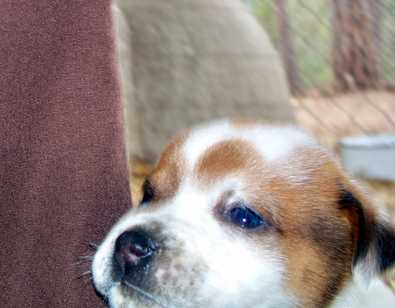 Petey - AVAILABLE