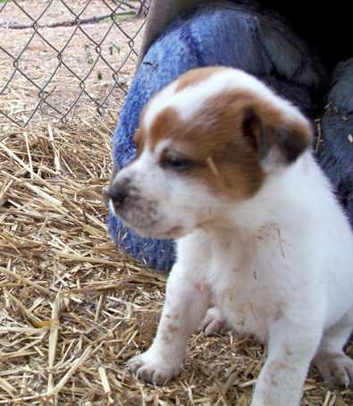 Petey - AVAILABLE