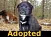 Little Ol' Man - ADOPTED
