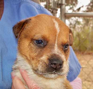 Cowboy - AVAILABLE