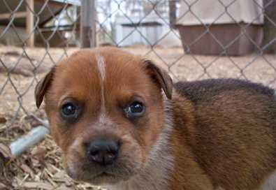 Cowboy - AVAILABLE