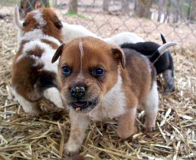 Cowboy - AVAILABLE