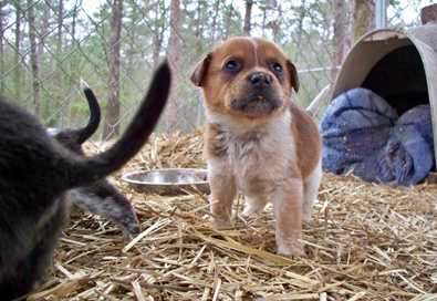 Cowboy - AVAILABLE