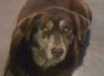 Bella - AVAILABLE