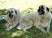 Quartermain and Kiskia - AVAILABLE