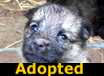 Shepherd mix puppies - ADOPTED