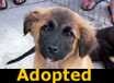 German Shepherd mix puppies - ADOPTED