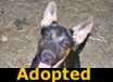 Bingo - ADOPTED