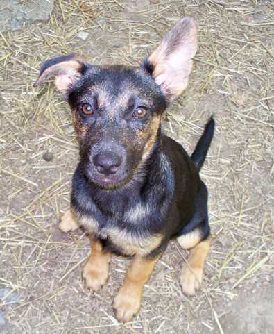 German Shepherd mix pups