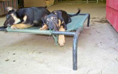German Shepherd mix pups