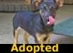 Cody - ADOPTED
