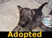 Tiny - ADOPTED