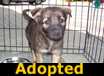 Sindi - ADOPTED