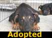 Kissy - ADOPTED